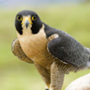 Meet your Posher, Falcon